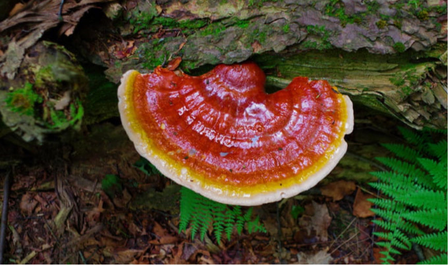 Wild-Foraged Reishi Mushroom Tinctures
